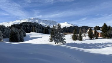 İsviçre Alpleri 'ndeki Valbella ve Lenzerheide tatil beldelerinin üzerindeki kar yağışı sonrası tipik bir kış atmosferindeki alp ağaçlarının resimli gölgeleri - İsviçre' deki Grisonlar Kantonu (Schweiz)