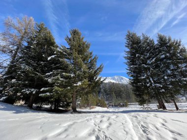 İsviçre Alpleri 'ndeki Valbella ve Lenzerheide tatil beldelerinin üzerindeki kar yağışı sonrası tipik bir kış atmosferindeki alp ağaçlarının resimli gölgeleri - İsviçre' deki Grisonlar Kantonu (Schweiz)