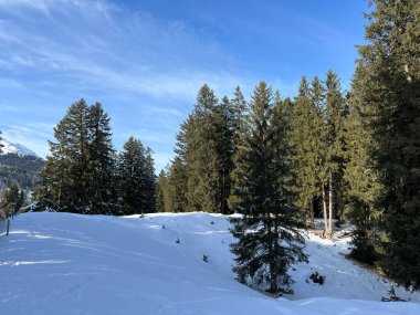 İsviçre Alpleri 'ndeki Valbella ve Lenzerheide tatil beldelerinin üzerindeki kar yağışı sonrası tipik bir kış atmosferindeki alp ağaçlarının resimli gölgeleri - İsviçre' deki Grisonlar Kantonu (Schweiz)