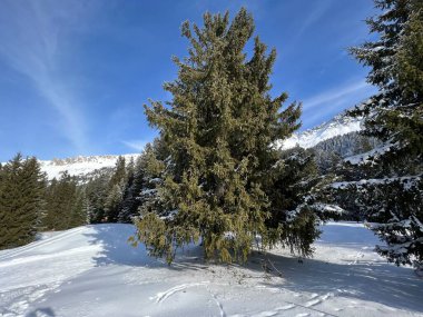 İsviçre Alpleri 'ndeki Valbella ve Lenzerheide tatil beldelerinin üzerindeki kar yağışı sonrası tipik bir kış atmosferindeki alp ağaçlarının resimli gölgeleri - İsviçre' deki Grisonlar Kantonu (Schweiz)
