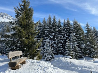 İsviçre Alpleri 'ndeki Valbella ve Lenzerheide tatil beldelerinin üzerindeki kar yağışı sonrası tipik bir kış atmosferindeki alp ağaçlarının resimli gölgeleri - İsviçre' deki Grisonlar Kantonu (Schweiz)