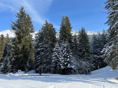 İsviçre Alpleri 'ndeki Valbella ve Lenzerheide tatil beldelerinin üzerindeki kar yağışı sonrası tipik bir kış atmosferindeki alp ağaçlarının resimli gölgeleri - İsviçre' deki Grisonlar Kantonu (Schweiz)