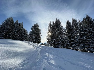 İsviçre Alpleri 'ndeki Valbella ve Lenzerheide tatil beldelerinin üzerindeki kar yağışı sonrası tipik bir kış atmosferindeki alp ağaçlarının resimli gölgeleri - İsviçre' deki Grisonlar Kantonu (Schweiz)