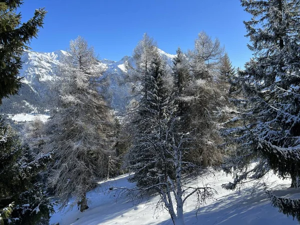 stock image Picturesque canopies of alpine trees in a typical winter atmosphere after the winter snowfall above the tourist resorts of Valbella and Lenzerheide in the Swiss Alps - Canton of Grisons, Switzerland (Schweiz)