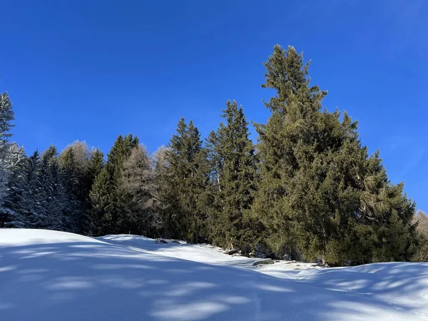 stock image Picturesque canopies of alpine trees in a typical winter atmosphere after the winter snowfall above the tourist resorts of Valbella and Lenzerheide in the Swiss Alps - Canton of Grisons, Switzerland (Schweiz)