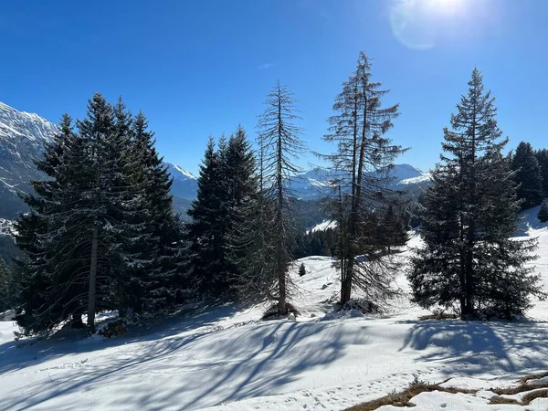 Картинні Канопи Альпійських Дерев Типовій Зимовій Атмосфері Після Зимового Снігопаду — стокове фото