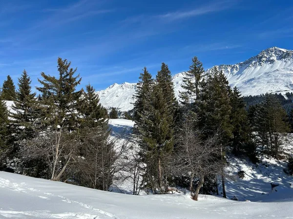 典型的な冬の雰囲気の中で高山の木の絵のキャノピーは スイスアルプスのバルベラとレンツェルハイデの観光リゾートの上の冬の雪の後 スイスのグリソンのカントン スイス — ストック写真