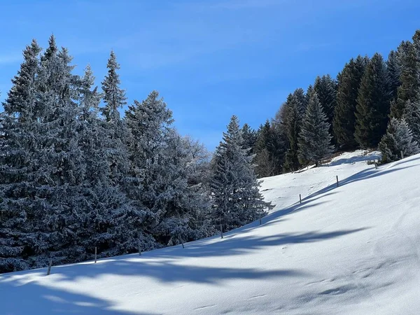 Живописные Навесы Альпийских Деревьев Типичной Зимней Атмосфере После Зимнего Снегопада — стоковое фото