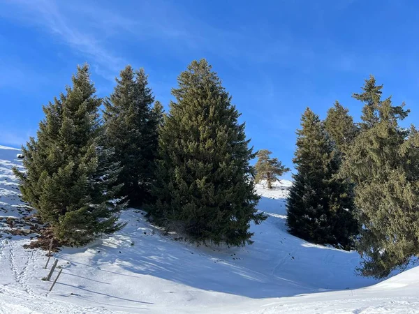 Canopies Pitorescos Árvores Alpinas Uma Atmosfera Típica Inverno Após Nevasca — Fotografia de Stock