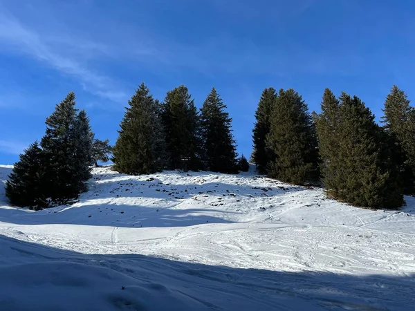 Pittoreschi Baldacchini Alberi Alpini Una Tipica Atmosfera Invernale Dopo Nevicata — Foto Stock