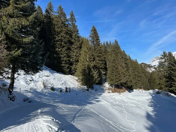 stock image Picturesque canopies of alpine trees in a typical winter atmosphere after the winter snowfall above the tourist resorts of Valbella and Lenzerheide in the Swiss Alps - Canton of Grisons, Switzerland (Schweiz)