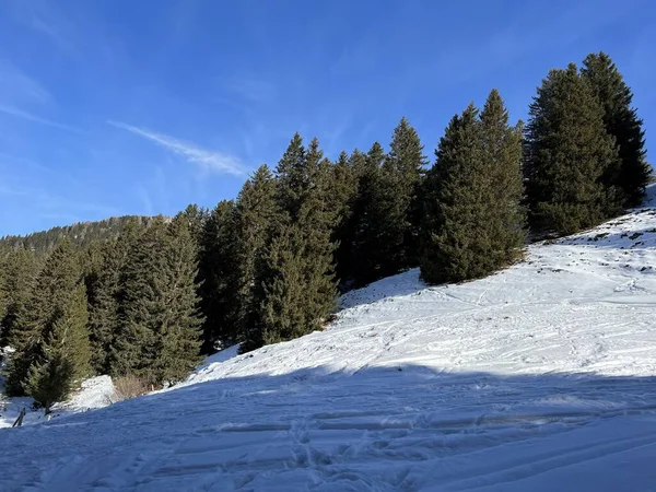 Canopées Pittoresques Arbres Alpins Dans Une Atmosphère Hivernale Typique Après — Photo