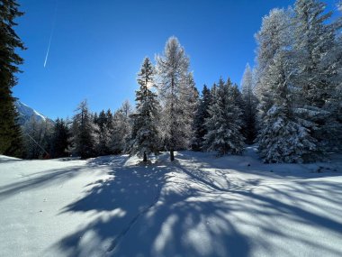 A magical play of sunlight and shadow during the alpine winter on the snowy slopes above the mountine Swiss tourist resort of Arosa - Canton of Grisons, Switzerland (Schweiz)