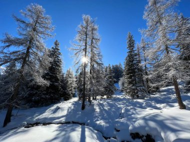 A magical play of sunlight and shadow during the alpine winter on the snowy slopes above the mountine Swiss tourist resort of Arosa - Canton of Grisons, Switzerland (Schweiz)