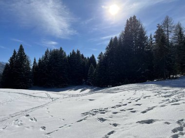 Wonderful winter hiking trails and traces after the winter snowfall above the tourist resorts of Valbella and Lenzerheide in the Swiss Alps - Canton of Grisons, Switzerland (Schweiz)