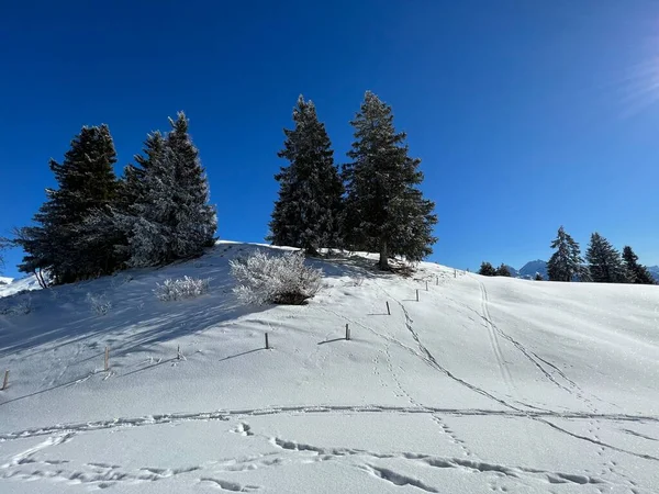 İsviçre Alpleri 'ndeki Valbella ve Lenzerheide tatil beldelerinin üzerindeki kar yağışı sonrası harika kış yürüyüş yolları ve izler İsviçre' nin Grisonlar Kantonu (Schweiz)