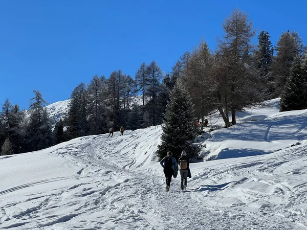 Wonderful Winter Hiking Trails Traces Winter Snowfall Tourist Resorts Valbella — Stock fotografie