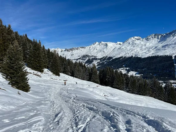 Wonderful Winter Hiking Trails Traces Winter Snowfall Tourist Resorts Valbella — Stockfoto