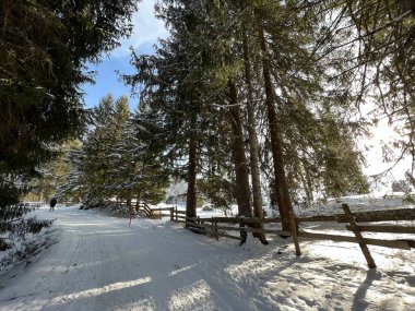 İsviçre Alpleri 'ndeki Valbella ve Lenzerheide tatil beldelerinde yürüyüş, yürüyüş, yürüyüş, spor ve dinlenme için mükemmel bir şekilde düzenlenmiş ve temizlenmiş kış patikaları - İsviçre' deki Grisonlar Kantonu, İsviçre (Schweiz)