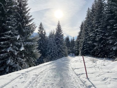 İsviçre Alpleri 'ndeki Valbella ve Lenzerheide tatil beldelerinde yürüyüş, yürüyüş, yürüyüş, spor ve dinlenme için mükemmel bir şekilde düzenlenmiş ve temizlenmiş kış patikaları - İsviçre' deki Grisonlar Kantonu, İsviçre (Schweiz)