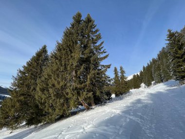 İsviçre Alpleri 'ndeki Valbella ve Lenzerheide tatil beldelerinde yürüyüş, yürüyüş, yürüyüş, spor ve dinlenme için mükemmel bir şekilde düzenlenmiş ve temizlenmiş kış patikaları - İsviçre' deki Grisonlar Kantonu, İsviçre (Schweiz)