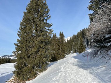 İsviçre Alpleri 'ndeki Valbella ve Lenzerheide tatil beldelerinde yürüyüş, yürüyüş, yürüyüş, spor ve dinlenme için mükemmel bir şekilde düzenlenmiş ve temizlenmiş kış patikaları - İsviçre' deki Grisonlar Kantonu, İsviçre (Schweiz)