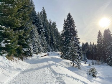 İsviçre Alpleri 'ndeki Valbella ve Lenzerheide tatil beldelerinde yürüyüş, yürüyüş, yürüyüş, spor ve dinlenme için mükemmel bir şekilde düzenlenmiş ve temizlenmiş kış patikaları - İsviçre' deki Grisonlar Kantonu, İsviçre (Schweiz)