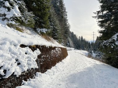 İsviçre Alpleri 'ndeki Valbella ve Lenzerheide tatil beldelerinde yürüyüş, yürüyüş, yürüyüş, spor ve dinlenme için mükemmel bir şekilde düzenlenmiş ve temizlenmiş kış patikaları - İsviçre' deki Grisonlar Kantonu, İsviçre (Schweiz)