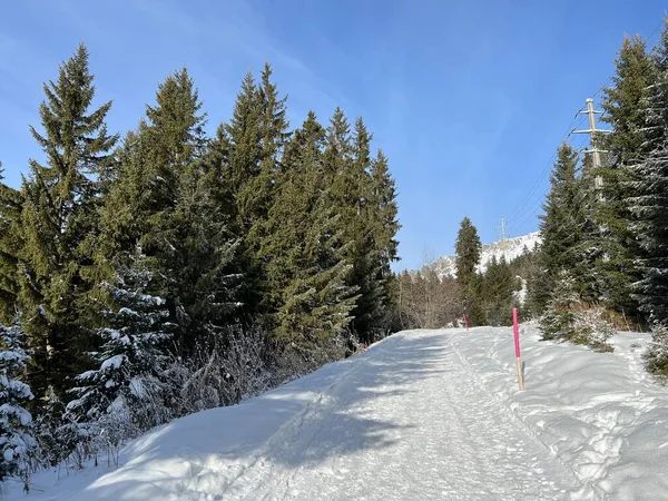 İsviçre Alpleri 'ndeki Valbella ve Lenzerheide tatil beldelerinde yürüyüş, yürüyüş, yürüyüş, spor ve dinlenme için mükemmel bir şekilde düzenlenmiş ve temizlenmiş kış patikaları - İsviçre' deki Grisonlar Kantonu, İsviçre (Schweiz)