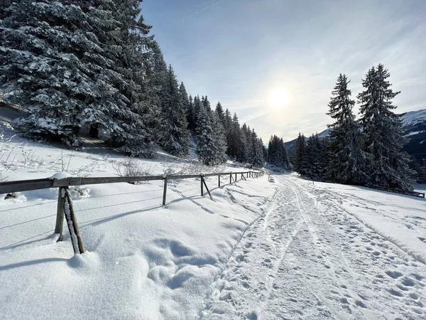 stock image Excellently arranged and cleaned winter trails for walking, hiking, sports and recreation in the area of the tourist resorts of Valbella and Lenzerheide in the Swiss Alps - Canton of Grisons, Switzerland (Schweiz)