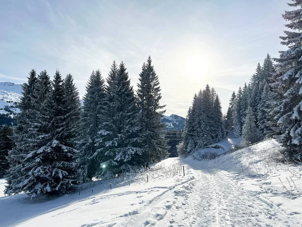 Trilhas Inverno Perfeitamente Arranjadas Limpas Para Caminhadas Caminhadas Esportes Recreação — Fotografia de Stock