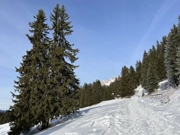 Znakomicie Zaaranżowane Oczyszczone Szlaki Zimowe Spacerów Turystyki Pieszej Sportowej Rekreacyjnej — Zdjęcie stockowe