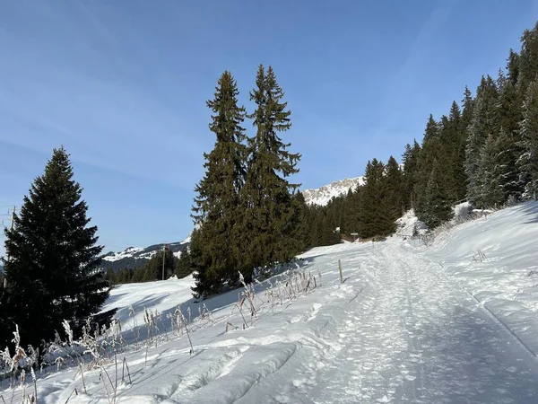 スイスアルプスのバルベラとレンツェルハイデの観光リゾート地でのウォーキング ハイキング スポーツ レクリエーションのための優れた配置され 清掃された冬のトレイル カントン グリソン スイス スイス — ストック写真