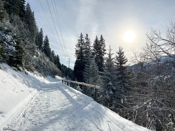 İsviçre Alpleri 'ndeki Valbella ve Lenzerheide tatil beldelerinde yürüyüş, yürüyüş, yürüyüş, spor ve dinlenme için mükemmel bir şekilde düzenlenmiş ve temizlenmiş kış patikaları - İsviçre' deki Grisonlar Kantonu, İsviçre (Schweiz)