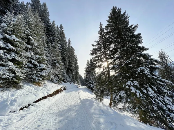 Vynikající Upravené Čisté Zimní Stezky Pro Pěší Pěší Turistiku Sport — Stock fotografie