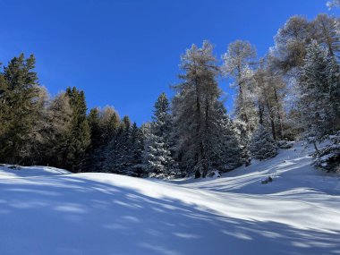 İsviçre Alpleri 'ndeki Valbella ve Lenzerheide tatil beldelerinin üzerindeki kar yağışı sonrası tipik bir kış atmosferindeki alp ağaçlarının resimli gölgeleri - İsviçre' deki Grisonlar Kantonu (Schweiz)