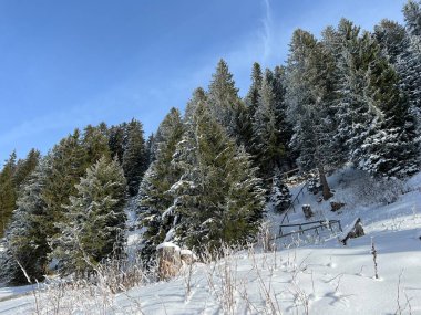 İsviçre Alpleri 'ndeki Valbella ve Lenzerheide tatil beldelerinin üzerindeki kar yağışı sonrası tipik bir kış atmosferindeki alp ağaçlarının resimli gölgeleri - İsviçre' deki Grisonlar Kantonu (Schweiz)