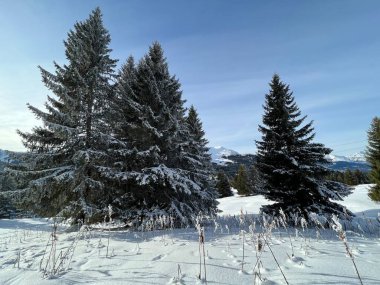 İsviçre Alpleri 'ndeki Valbella ve Lenzerheide tatil beldelerinin üzerindeki kar yağışı sonrası tipik bir kış atmosferindeki alp ağaçlarının resimli gölgeleri - İsviçre' deki Grisonlar Kantonu (Schweiz)