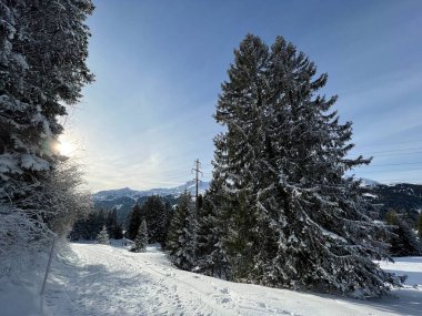 İsviçre Alpleri 'ndeki Valbella ve Lenzerheide tatil beldelerinin üzerindeki kar yağışı sonrası tipik bir kış atmosferindeki alp ağaçlarının resimli gölgeleri - İsviçre' deki Grisonlar Kantonu (Schweiz)