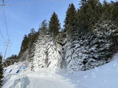 İsviçre Alpleri 'ndeki Valbella ve Lenzerheide tatil beldelerinin üzerindeki kar yağışı sonrası tipik bir kış atmosferindeki alp ağaçlarının resimli gölgeleri - İsviçre' deki Grisonlar Kantonu (Schweiz)