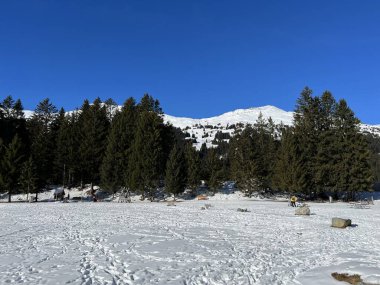 İsviçre Alpleri 'ndeki Valbella ve Lenzerheide tatil beldelerinin üzerindeki kar yağışı sonrası tipik bir kış atmosferindeki alp ağaçlarının resimli gölgeleri - İsviçre' deki Grisonlar Kantonu (Schweiz)
