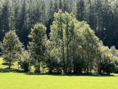 Albula ya da Alvra nehir vadisindeki dağların yamaçlarında ve İsviçre 'nin Grison Kantonu' nda (Kanton Graubuenden, Schweiz)