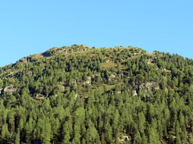 Alp dağı Seehorn (2238 m) turizm ve spor dağı Davos veya Davosersee 'nin üzerindeki ebedi yeşil ormanla kaplı, Davos Dorf - Grisons Kantonu, İsviçre (Kanton Graubuenden, Schweiz)