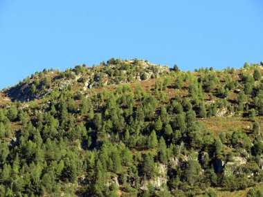 Alp dağı Seehorn (2238 m) turizm ve spor dağı Davos veya Davosersee 'nin üzerindeki ebedi yeşil ormanla kaplı, Davos Dorf - Grisons Kantonu, İsviçre (Kanton Graubuenden, Schweiz)