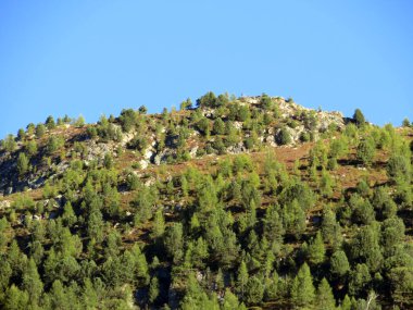 Alp dağı Seehorn (2238 m) turizm ve spor dağı Davos veya Davosersee 'nin üzerindeki ebedi yeşil ormanla kaplı, Davos Dorf - Grisons Kantonu, İsviçre (Kanton Graubuenden, Schweiz)