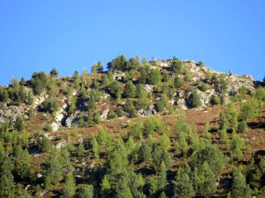 Alp dağı Seehorn (2238 m) turizm ve spor dağı Davos veya Davosersee 'nin üzerindeki ebedi yeşil ormanla kaplı, Davos Dorf - Grisons Kantonu, İsviçre (Kanton Graubuenden, Schweiz)