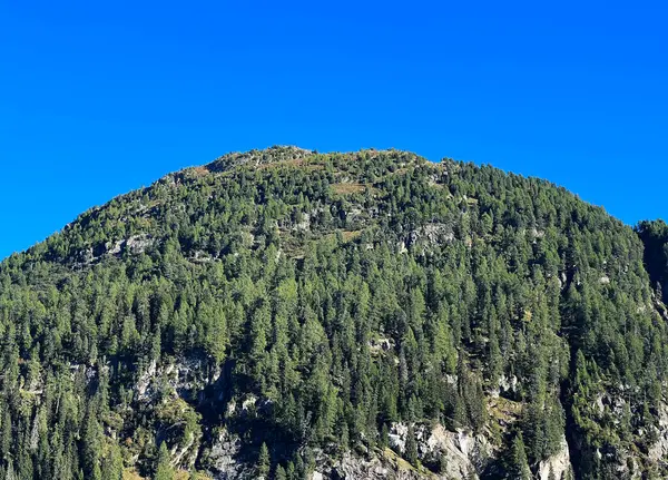 Alpesi Seehorn Hegy 2238 Örökzöld Erdővel Borítva Davos Vagy Davosersee — Stock Fotó