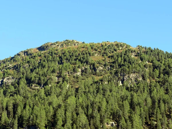 Альпійський Гірський Сігорн 2238 Покритий Вічнозеленим Лісом Над Туристичним Спортивним — стокове фото