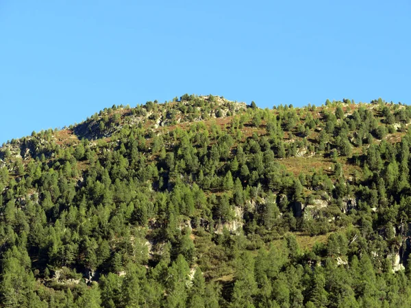 Alp dağı Seehorn (2238 m) turizm ve spor dağı Davos veya Davosersee 'nin üzerindeki ebedi yeşil ormanla kaplı, Davos Dorf - Grisons Kantonu, İsviçre (Kanton Graubuenden, Schweiz)