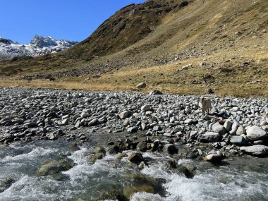 Sonbaharın başlarında yüksek dağlık otlaklarda ve Albula Alpleri dağ kütlesi Zernez 'de (Kanton Graubuenden, Schweiz)